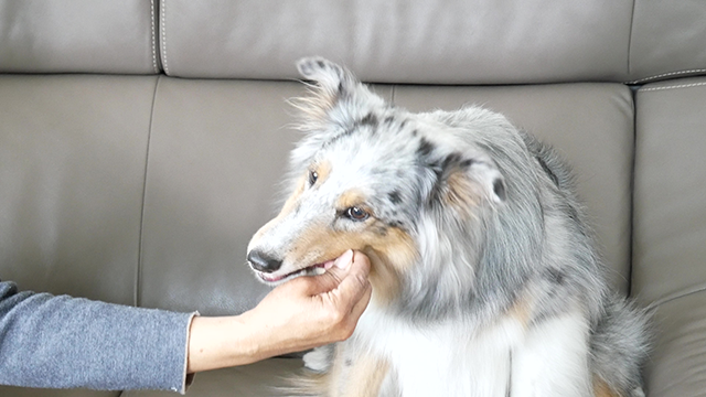 愛犬に与えましょう。