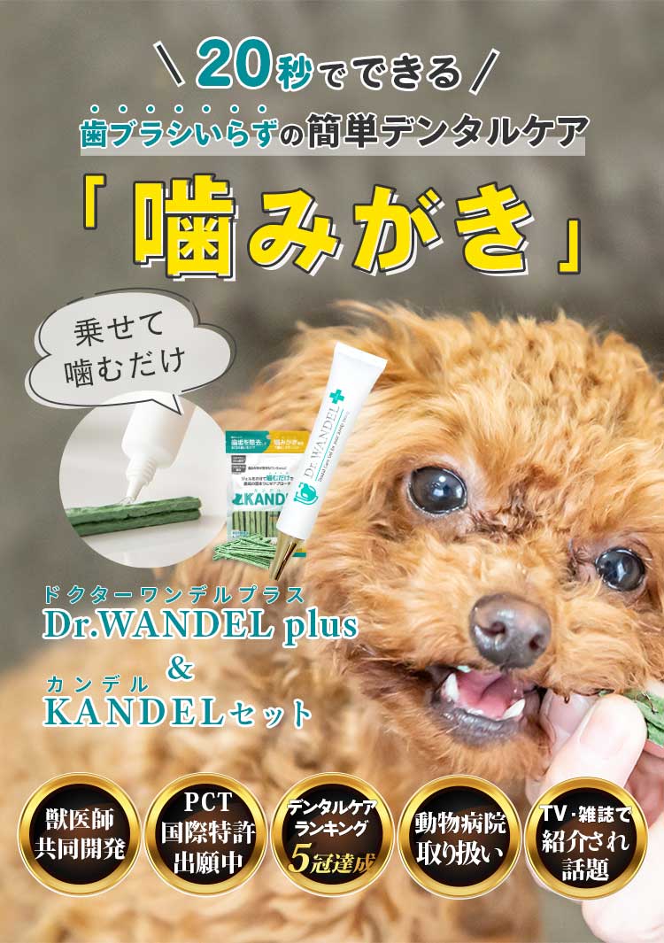 ドクターワンデル カンデル 4セット デンタルガム オンライン